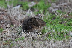 Microtus ochrogaster