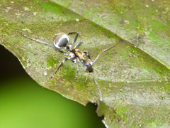Polyrhachis militaris
