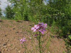 Dontostemon dentatus