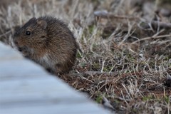 Microtus ochrogaster
