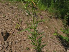 Dontostemon dentatus