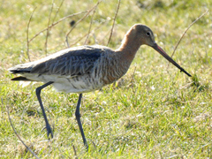 Limosa limosa