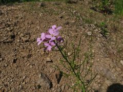 Dontostemon dentatus