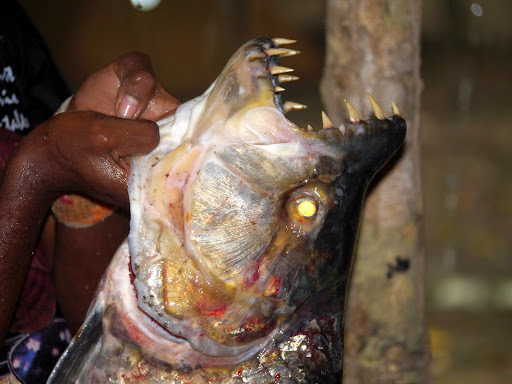 Giant tigerfish (Hydrocynus goliath) — Alestidae