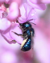Osmia ribifloris ribifloris