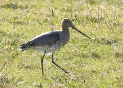 Limosa limosa