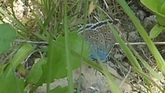 Polyommatus amandus