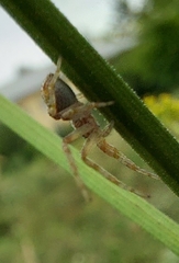 Xysticus ulmi