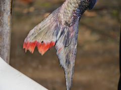 Hydrocynus goliath