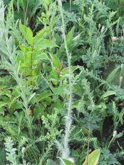 Hieracium longipilum