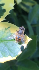 Eristalis tenax