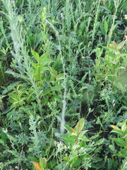 Hieracium longipilum