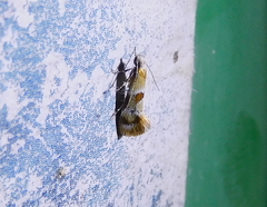 Epicallima mercedella