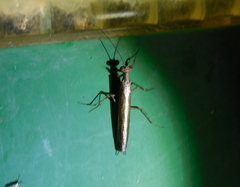 Perlamantis alliberti