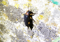 Cebrio