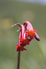 Cyrtanthus suaveolens