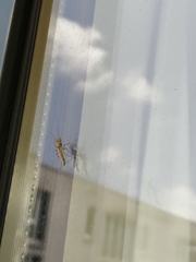 Chironomidae