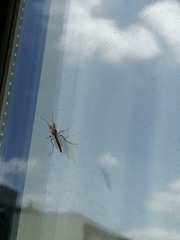 Chironomidae