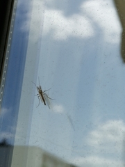 Chironomidae