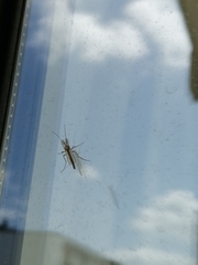 Chironomidae