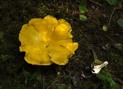 Cantharellus cascadensis
