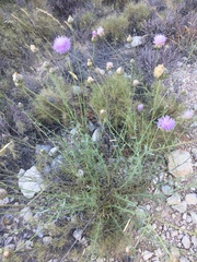 Cheirolophus intybaceus