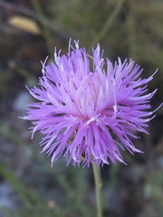 Cheirolophus intybaceus