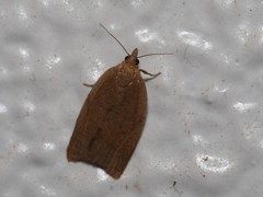 Clepsis consimilana