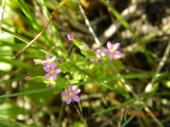 Centaurium erythraea turcicum
