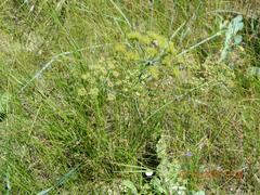 Astrodaucus littoralis