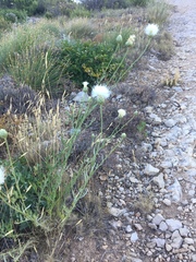 Cheirolophus intybaceus