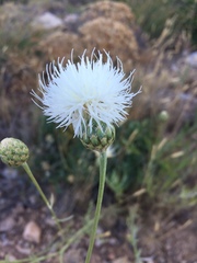 Cheirolophus intybaceus