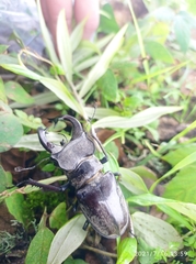 Lucanus