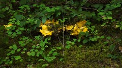 Cantharellus cascadensis