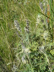 Oxytropis pilosa