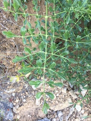 Laserpitium gallicum