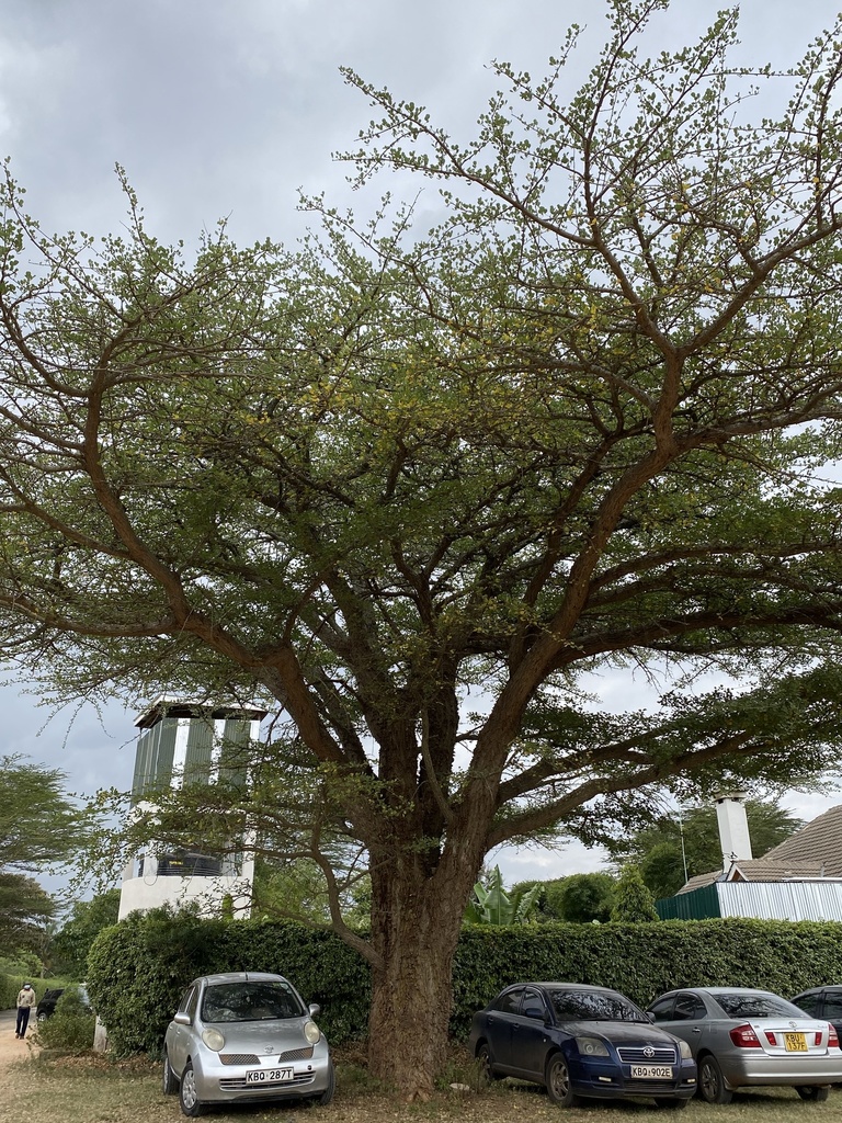 Erythrina burttii