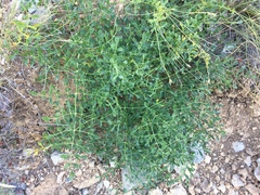 Laserpitium gallicum