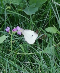 Pieris