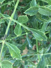 Laserpitium gallicum