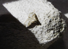 Zebeeba falsalis