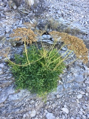 Laserpitium gallicum