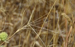 Aegilops triuncialis