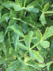 Laserpitium gallicum