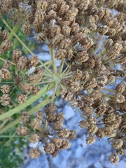 Laserpitium gallicum