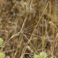 Aegilops triuncialis