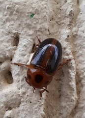 Amblyopus cinctipennis