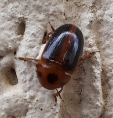 Amblyopus cinctipennis