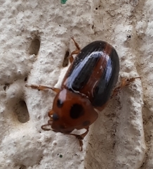 Amblyopus cinctipennis