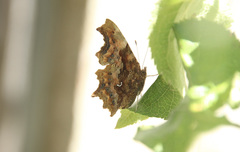 Polygonia c-album